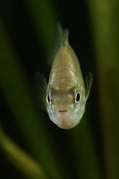 Sementes de abóbora, espécies invasoras de lepomis gibbosus — Fotografia de Stock