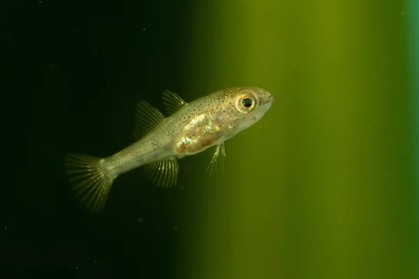 Hatched Chinese Sleeper Fish, Perccottus glenii — Stockfoto