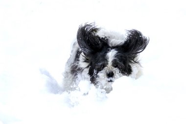 Küçük sevimli shih tzu doog karda oynuyor