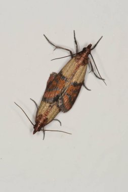 Hint yemek güve haşere miating, Plodia interpunctella 