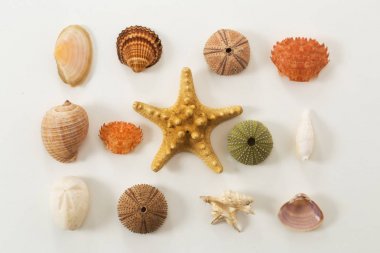 Colection of various sea animals urcihn, snail, sand dollar, she