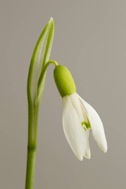 Kardelen çiçeği, Galanthus nivalis