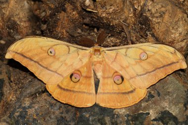 Japanese silk moth antheraea yamamai on the trunk clipart