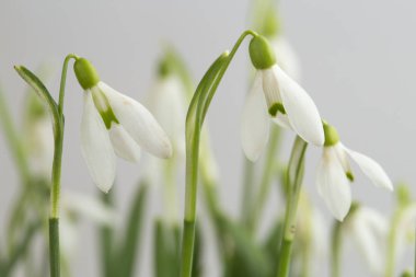 Kardelen çiçeği, Galanthus nivalis