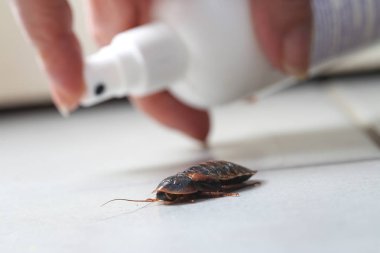 Haşere kontrol kadın bir hamamböceği üzerinde pestisit püskürtme
