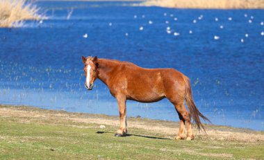Çayır üzerinde yabani kuş kısrağı