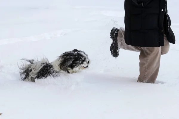 Shih tzu doog e wooman correndo na neve — Fotografia de Stock