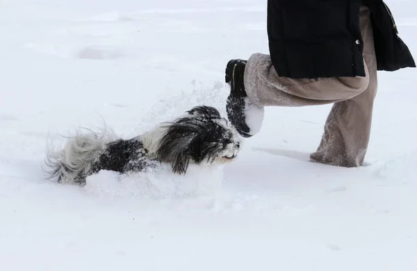 Niedlich shih tzu doog und wooman läuft im Schnee — Stockfoto