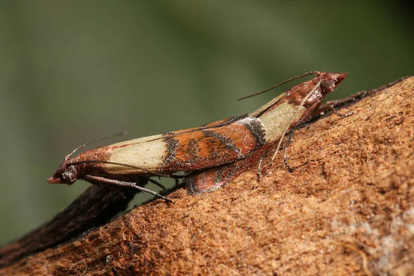 Acasalamento de mariposa refeição indiana, Plodia interpunctella — Fotografia de Stock