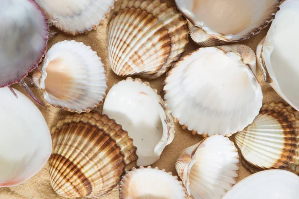 Bunch of empty shells common cockle Cerastoderma edule