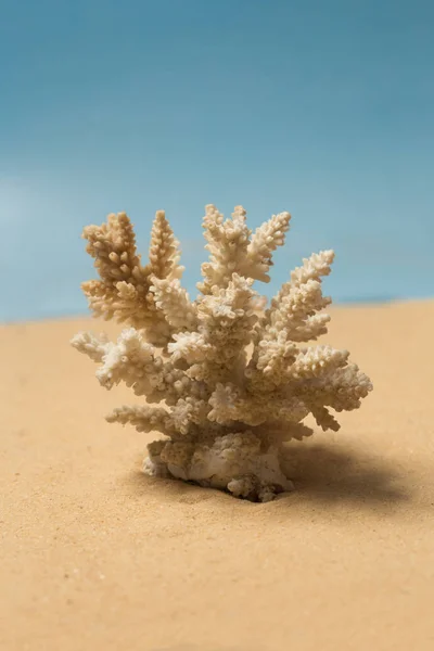 White coral shell on the sandy beach