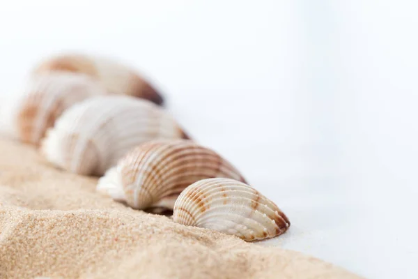 Common cockle, cerastoderma edule seashell and sand pattern