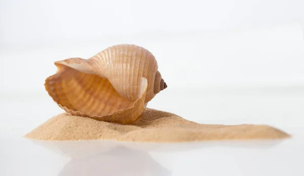 Giant tun, Tonna galea, sea snail shell on white — Stock Photo, Image
