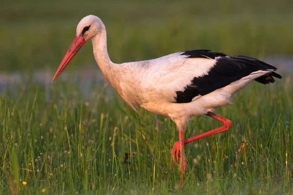 White stork, Ciconia ciconia bird is hunting on swamp — 스톡 사진