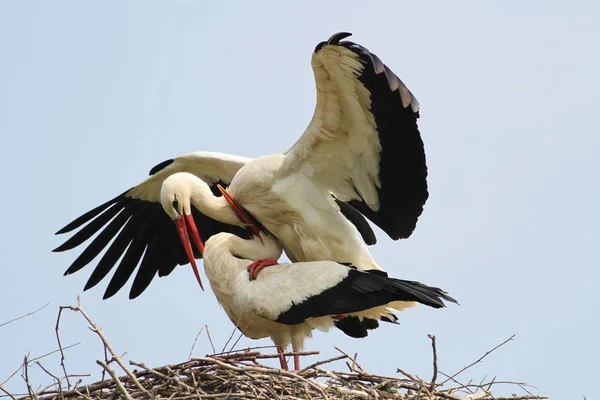 Dos cigüeñas blancas Ciconia ciconia se aparean en el nido — Foto de Stock