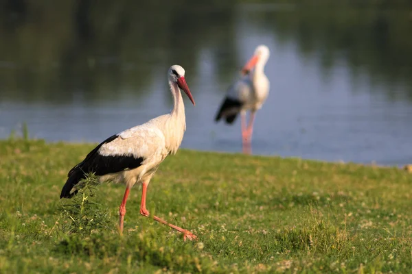 Dos cigüeñas blancas cazando en el pantano — Foto de Stock