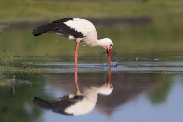 Caza de la cigüeña Ciconia blanca — Foto de Stock