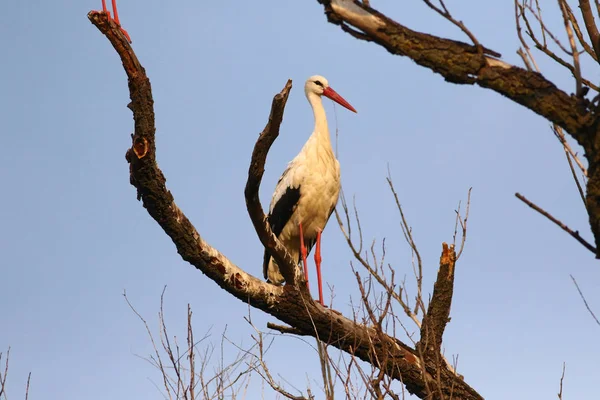 Cigüeña blanca Ciconia ciconia en el árbol — Foto de Stock