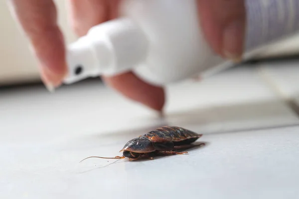 Pest control woman spraying pesticide on a cockroach — Stock Photo, Image