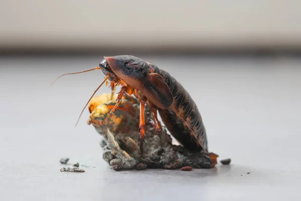 Cucaracha y tierra en la cocina — Foto de Stock
