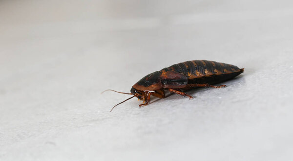 Таракан в тоалете
