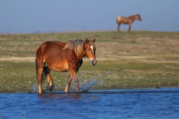 Sorrel mare is walking through the water — Zdjęcie stockowe