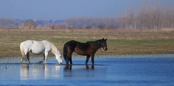 Dos caballos salvajes blancos y negros están bebiendo en la zona de riego — Foto de Stock