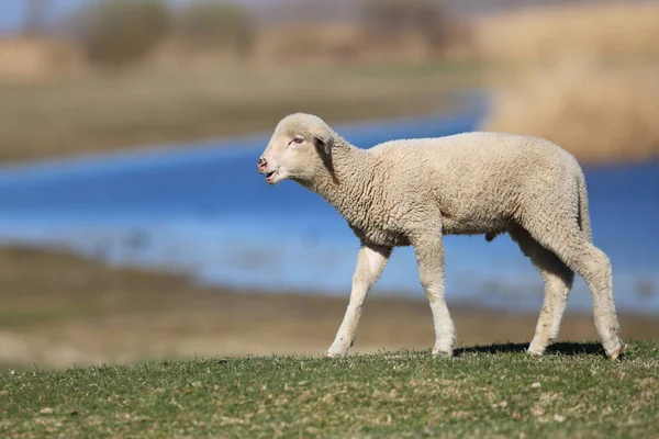 Carino agnello sul prato verde primaverile — Foto Stock