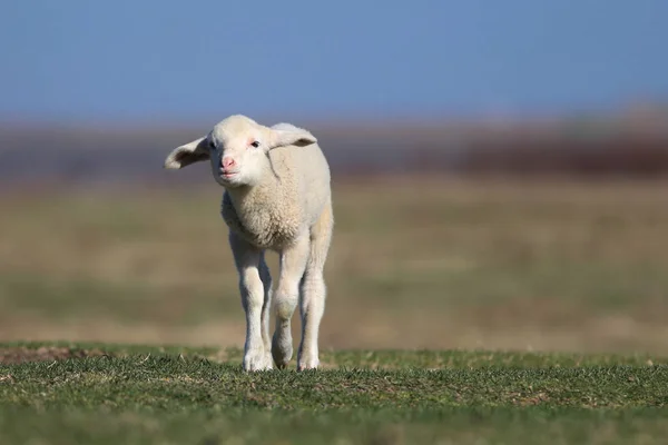 Carino agnello bianco sul campo verde primaverile — Foto Stock