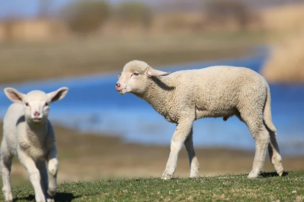 Due simpatici agnelli che giocano al pascolo — Foto Stock