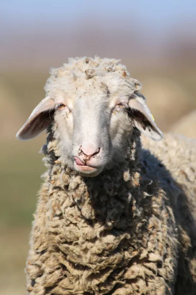 搞笑脸羊的肖像 — 图库照片