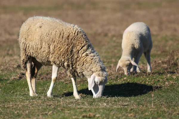 Pecora e agnello pascolano al pascolo — Foto Stock