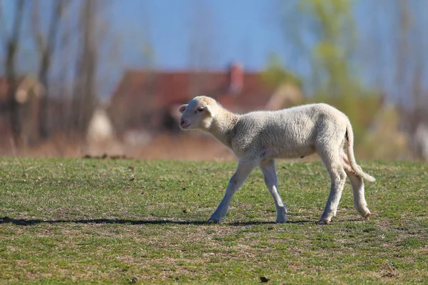 Carino agnello bianco sulla campagna — Foto Stock