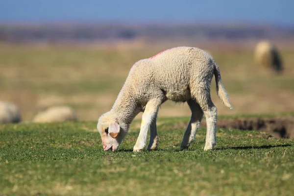 Carino agnello è pascolare sul pascolo — Foto Stock