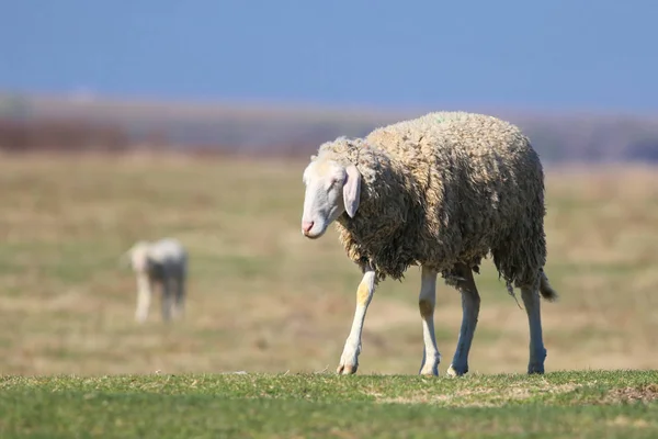 Funny face sheep on the pasture