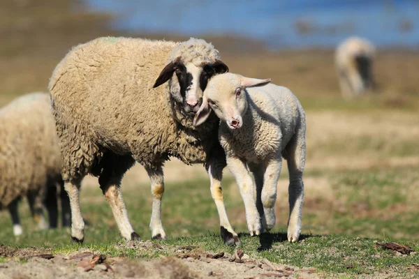 Матушка-овца любит своего маленького ягненка на лугу — стоковое фото