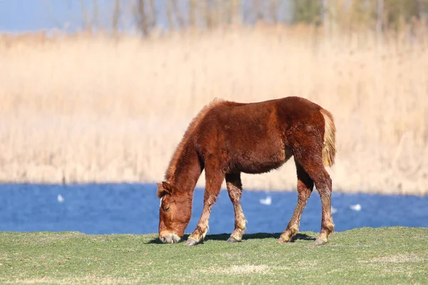 Wild sorrel horse graze on meadow — ストック写真