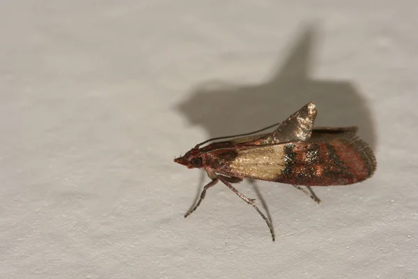 Indian meal moth pest, Plodia interpunctella Stock Image
