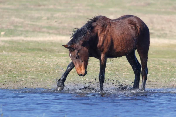 Caballo marrón salvaje jugar en el agua — Foto de Stock