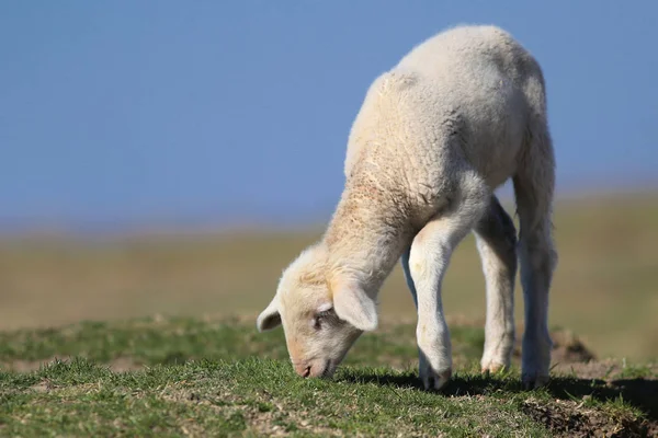 Morbido agnellino pascolare sul campo — Foto Stock