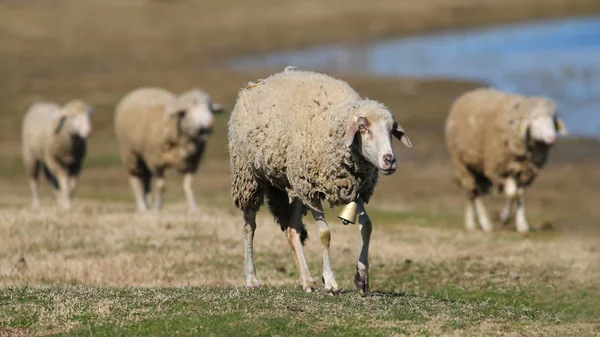 Cuatro ovejas caminando en el pasto — Foto de Stock