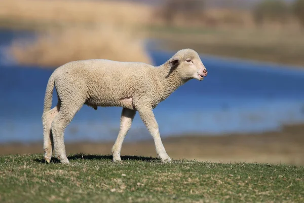 Carino agnello bianco sta camminando sul campo verde primaverile — Foto Stock