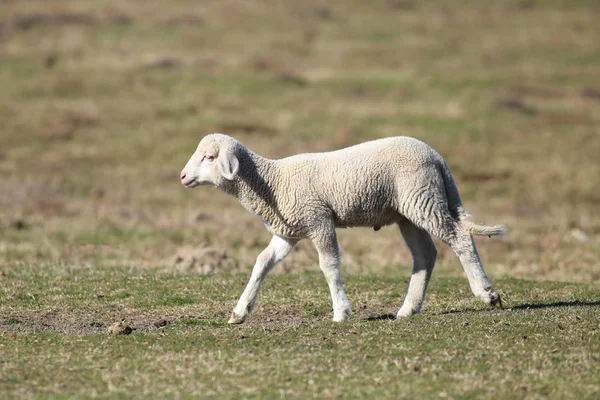 Lindo cordero blanco en campo de primavera verde — Foto de Stock