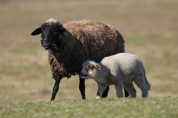 Pecora nera e agnello al pascolo — Foto Stock