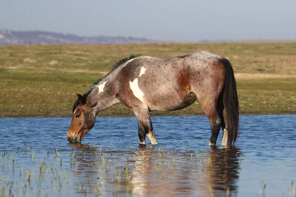 Pony salvaje está bebiendo en el lugar de riego — Foto de Stock