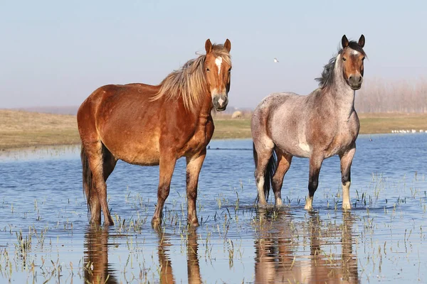 Dos caballos salvajes en el lugar de riego — Foto de Stock