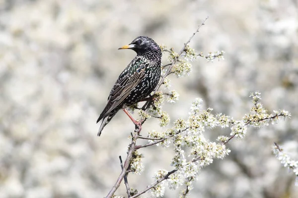 Starling Sturnus vulgaris jest perching w drzewie kwiat — Zdjęcie stockowe