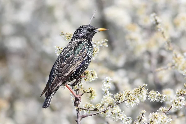 Starling Sturnus vulgaris w kwitnące wiśniowe drzewo — Zdjęcie stockowe