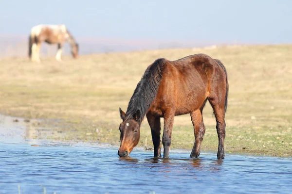Brown pony salvaje está bebiendo en el lugar de riego — Foto de Stock
