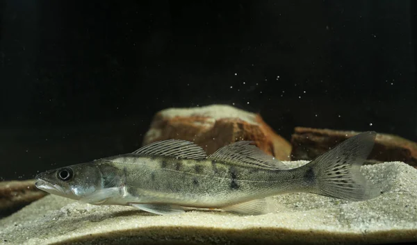 Sügér édesvízi gamefish Stizostedion lucioperca — Stock Fotó